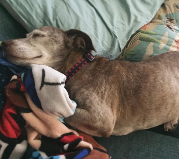 Illustration de l'article : Après des années d’errance, ce chien âgé et sourd a enfin trouvé une maman